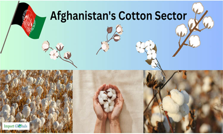 Afghanistan's Cotton Sector: A Vital Export Driver